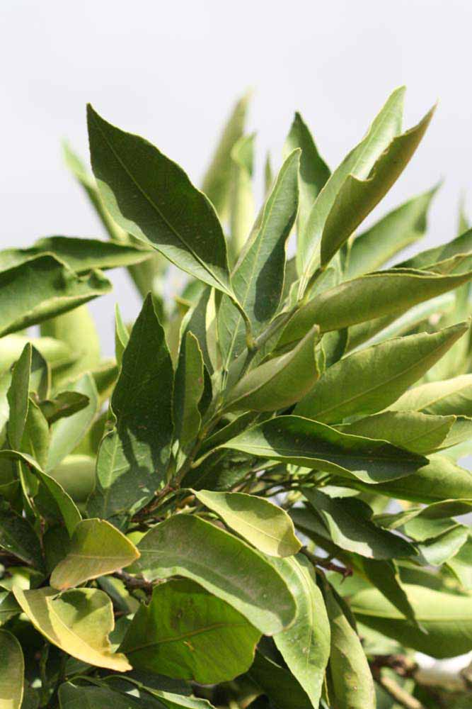              Sun leaves (Riverside, CA)       